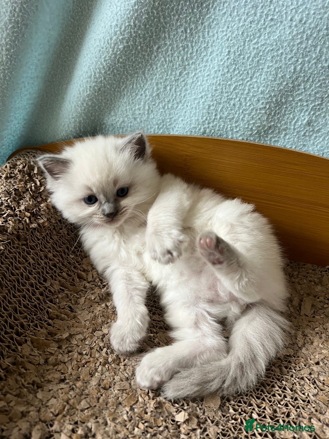 Ragdoll cats for sale: Beautiful blue point kittens - Advert 9
