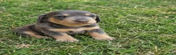 Miniature Dachshund dogs for sale: Two beautiful miniature dachshund puppies in Liverpool - Advert 1