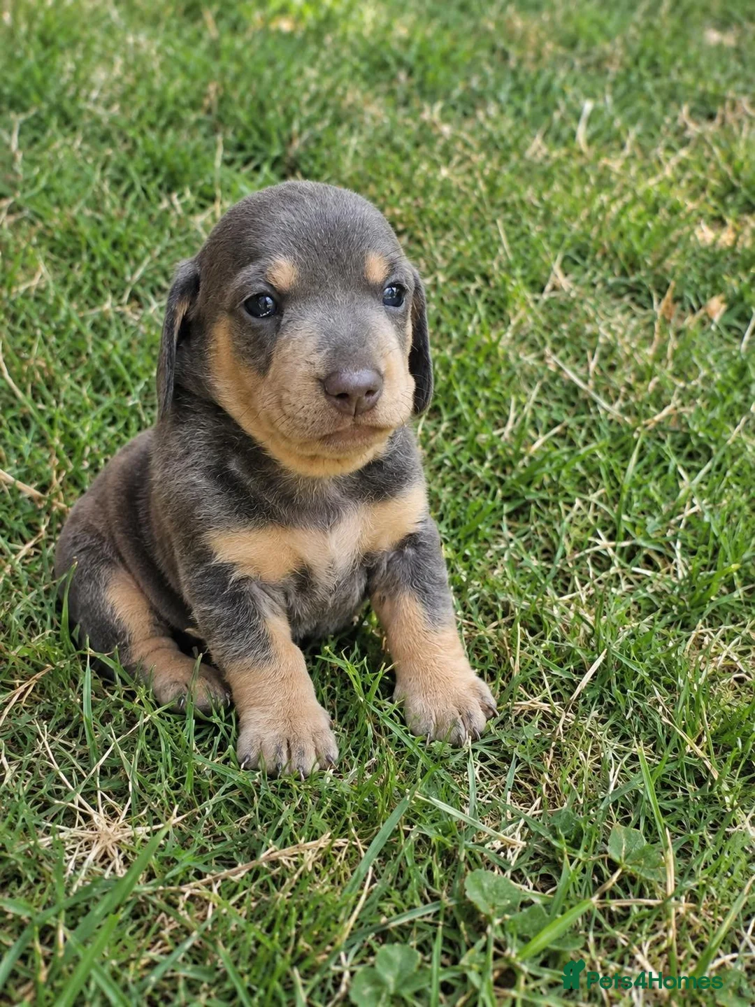 Miniature Dachshund dogs for sale: Two beautiful miniature dachshund puppies in Liverpool - Advert 1
