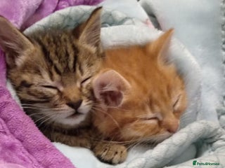 Mixed Breed cats kittens - Advert 13