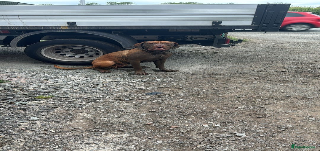 Gallery Image {{count}}