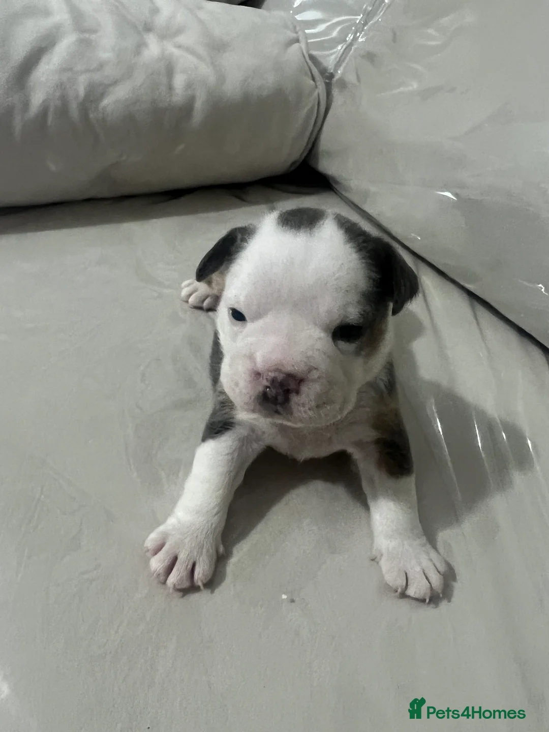 Olde English Bulldogge dogs for sale: Olde English bulldogs for sale  in Newark - Advert 4