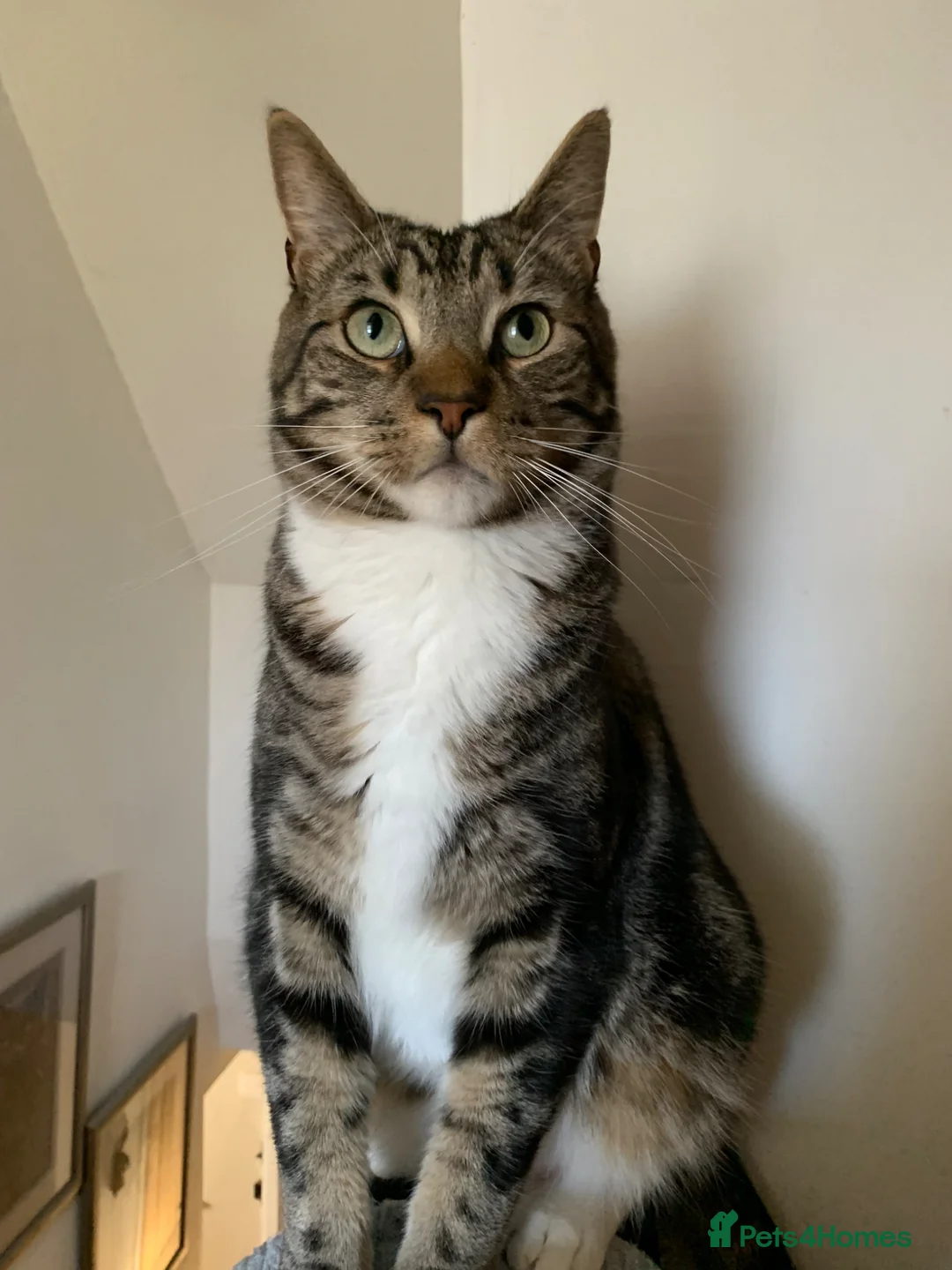 Mixed Breed cats for sale: Half DSH/Maine Coon X. Bonded Must stay together - Advert 2