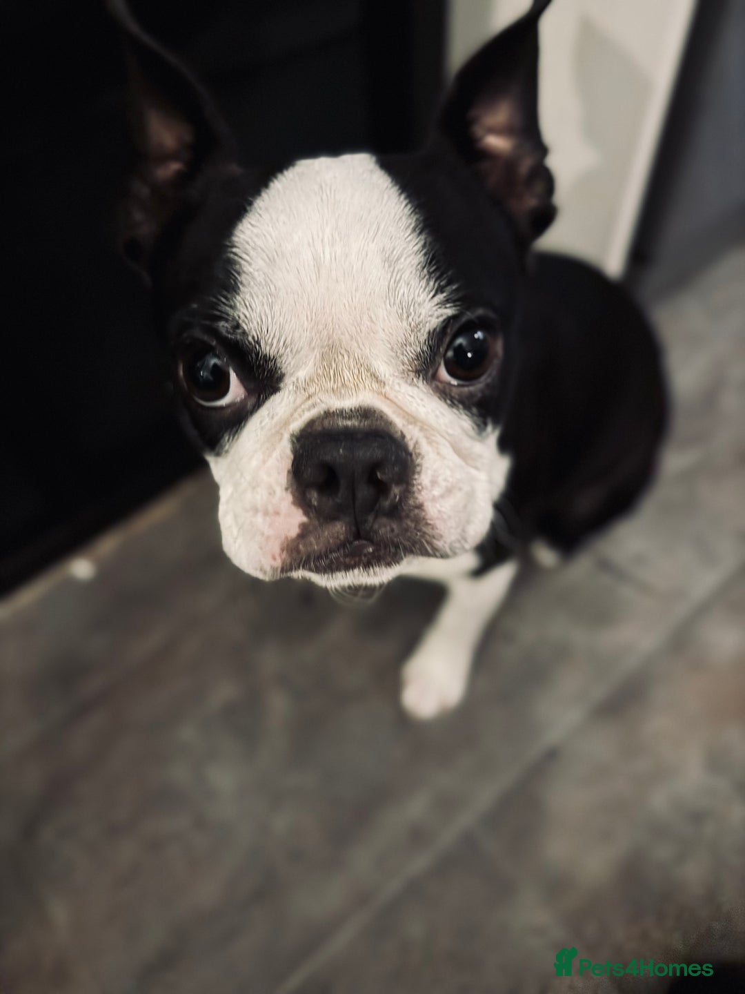 Boston Terrier dogs for sale: Boston Terrier Girl  - Image 4