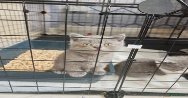 British Shorthair cats in Crewe - Advert 1