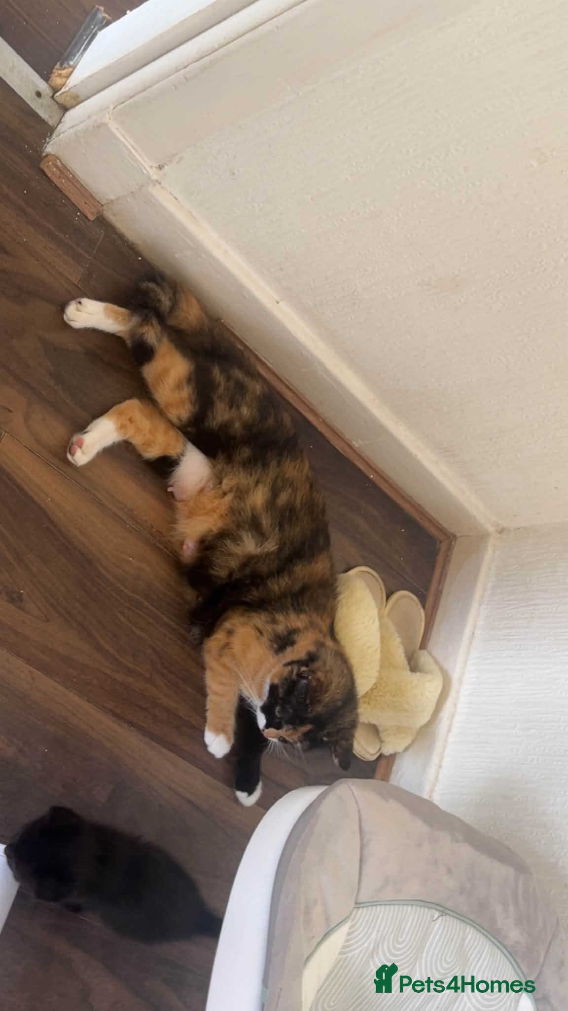 Mixed Breed cats 8 lovey little kittens looking a loving home  - Advert 2