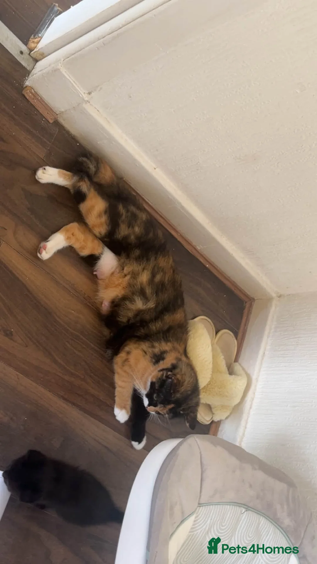Mixed Breed cats for sale: 8 lovey little kittens looking a loving home  in Dumbarton - Advert 1
