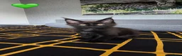 Maine Coon cats for sale: ❤️ Little Gentle Giants 🐾 - Advert 11