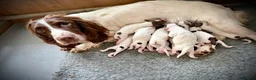 English Springer Spaniel dogs for sale: Very nicely bred English Springer Spaniel puppies  in Dalkeith - Advert 6