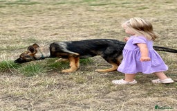 German Shepherd dogs for sale: Awesome Male Kennel Club Reg’d GSD Pup in Sturminster Newton - Image 26