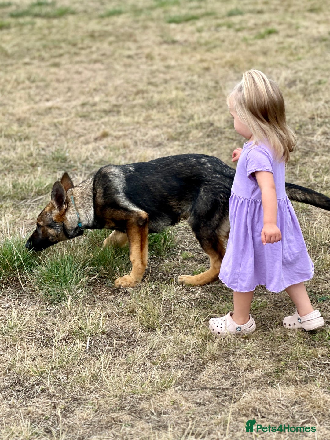 German Shepherd dogs for sale: Awesome Male Kennel Club Reg’d GSD Pup in Sturminster Newton - Image 26