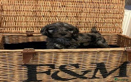 Cockapoo dogs for sale: Beautiful Rare Colour Cockapoo  - Image 7