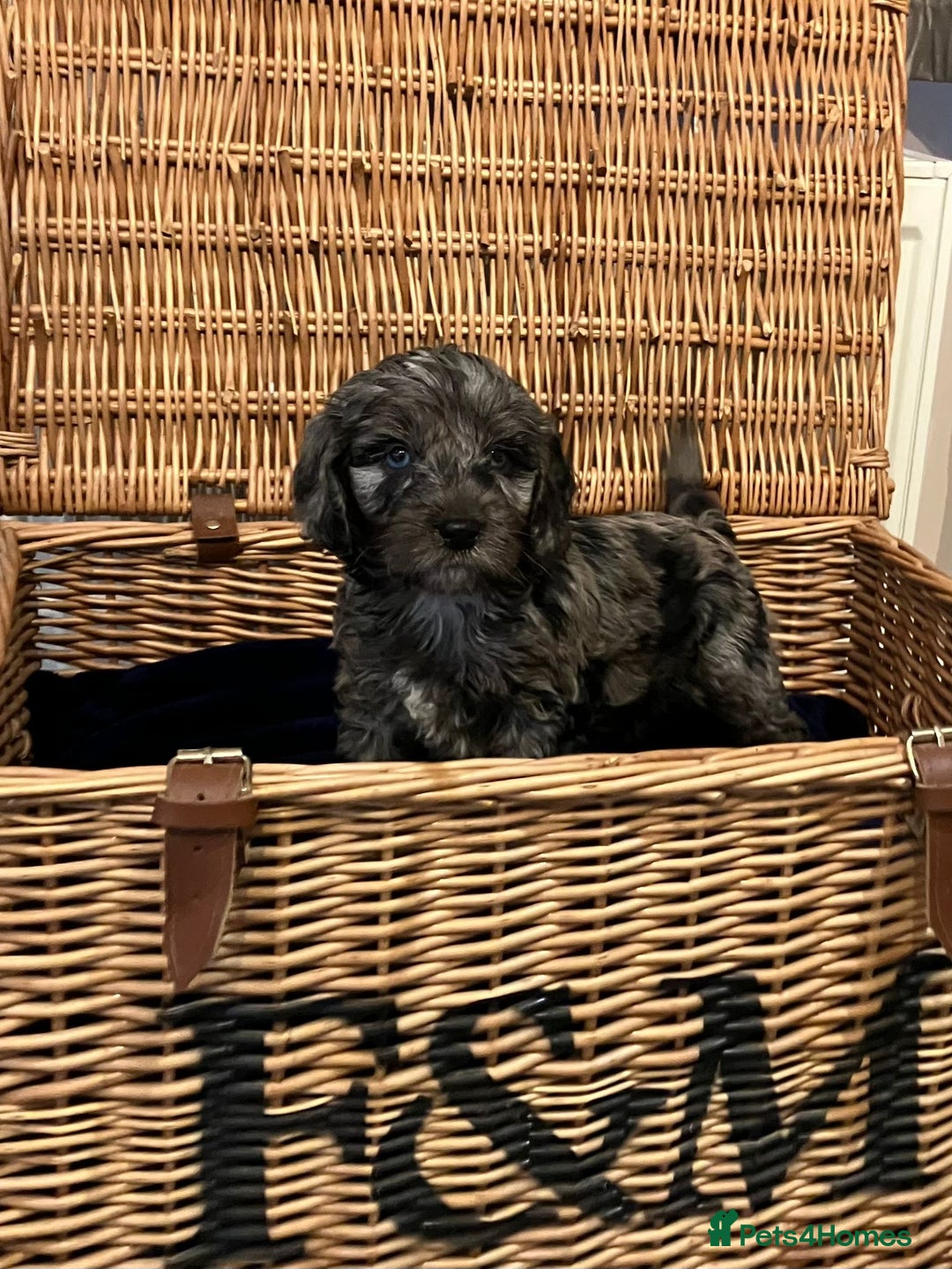 Cockapoo dogs for sale: Beautiful Rare Colour Cockapoo  - Image 7