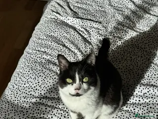 Mixed Breed cats 12 year old loving, loyal female cat for rehoming - Advert 1