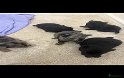 Pomchi dogs for sale: 3/4 Pomeranian  - Image 12