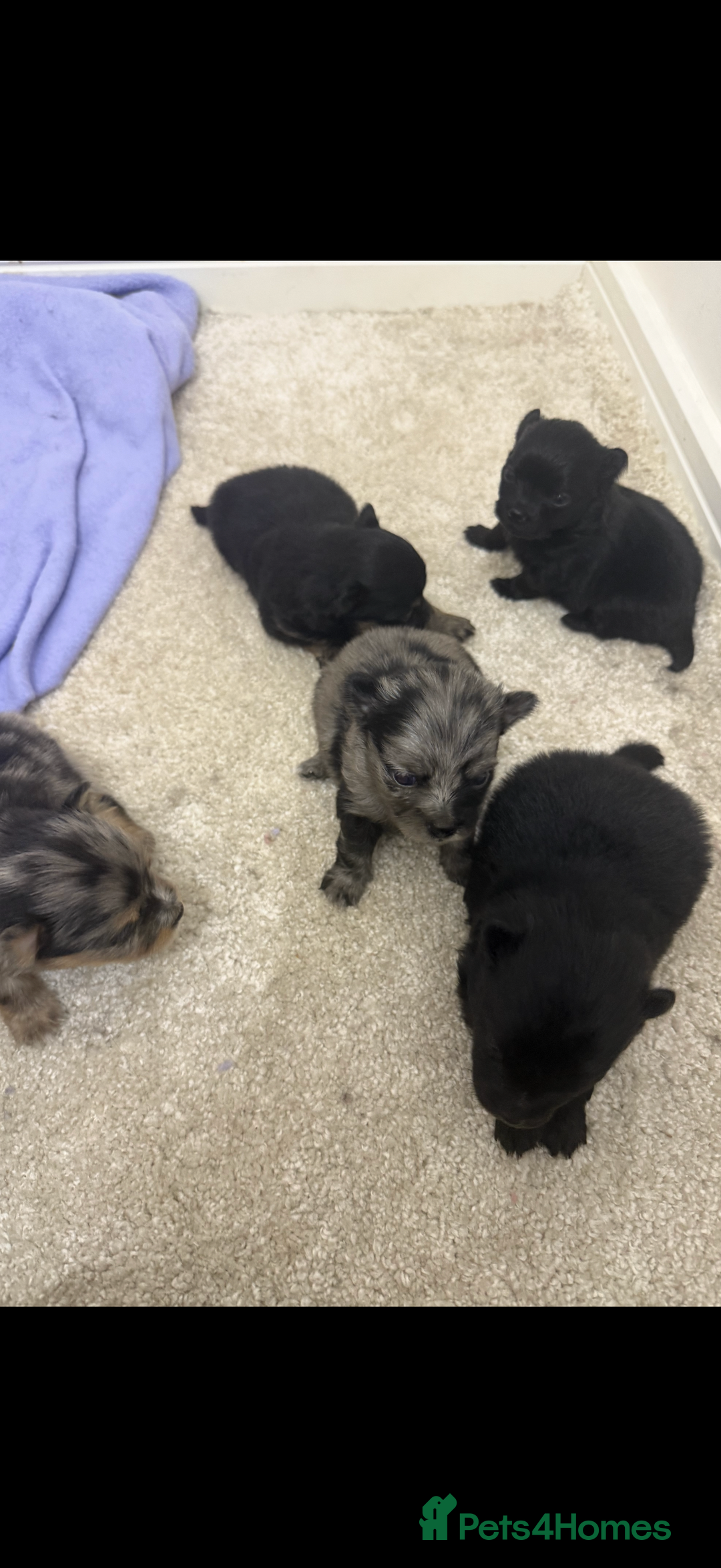 Pomchi dogs for sale: 3/4 Pomeranian  - Image 12