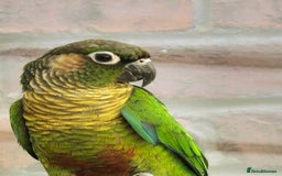 Conures birds for sale: Green cheek conure 💚 - Advert 3