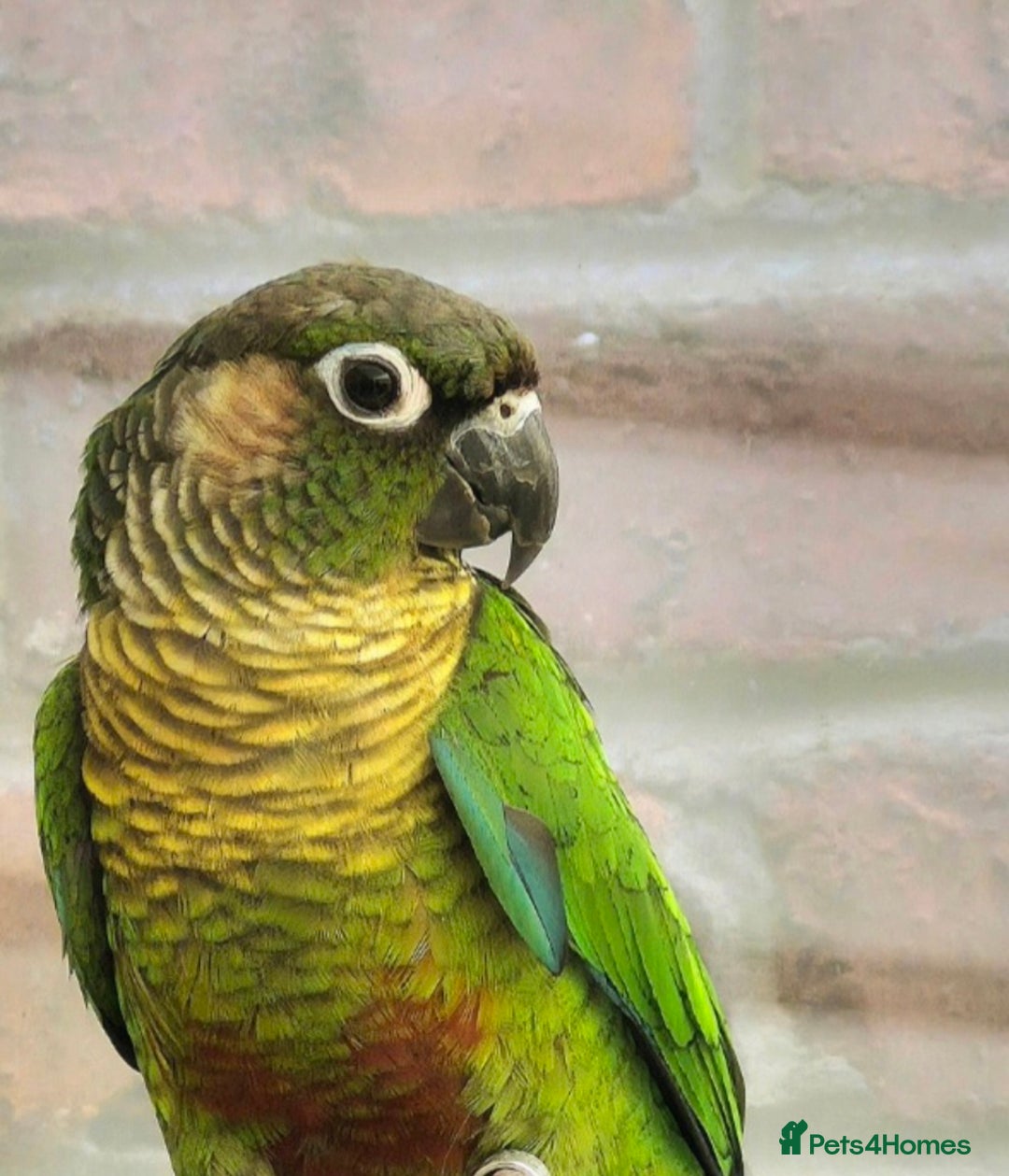 Conures birds for sale: Green cheek conure 💚 - Advert 3