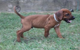 Rhodesian Ridgeback dogs for sale: Rhodesian Ridgeback Pups For Sale. - Image 5