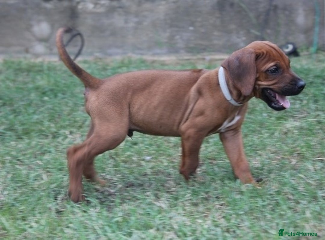 Rhodesian Ridgeback dogs for sale: Rhodesian Ridgeback Pups For Sale. - Image 5