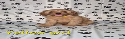 Cavapoo dogs for sale: Dna Health Tested F1 Cavapoo puppies - Advert 20