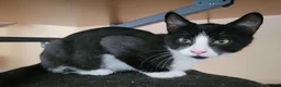 Domestic Shorthair cats for adoption: Shell - Advert 2