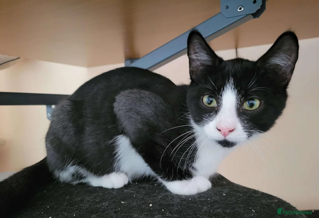 Domestic Shorthair cats for adoption: Shell - Advert 2