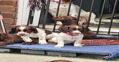Cocker Spaniel dogs - Advert 13