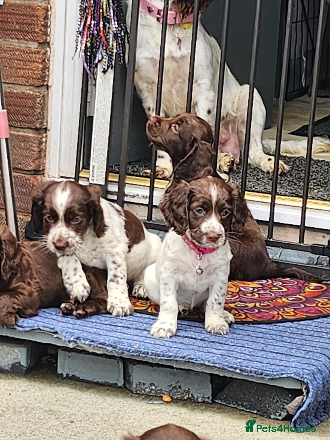 Cocker Spaniel dogs for sale: 7 pups 4 girls 3 boys  - Image 2