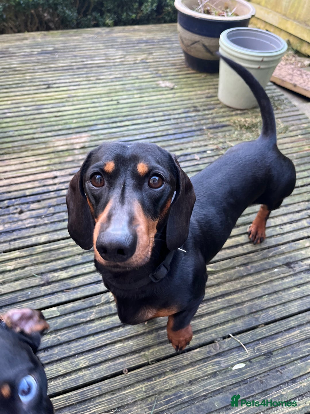 Dachshund dogs for stud: Handsome boy ready to stud  - Advert 7