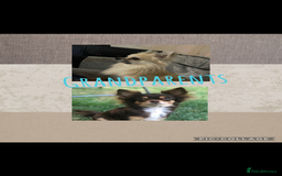 Chihuahua dogs for sale: Beautiful long coat chihuahua girl 🤎💕 - Advert 7