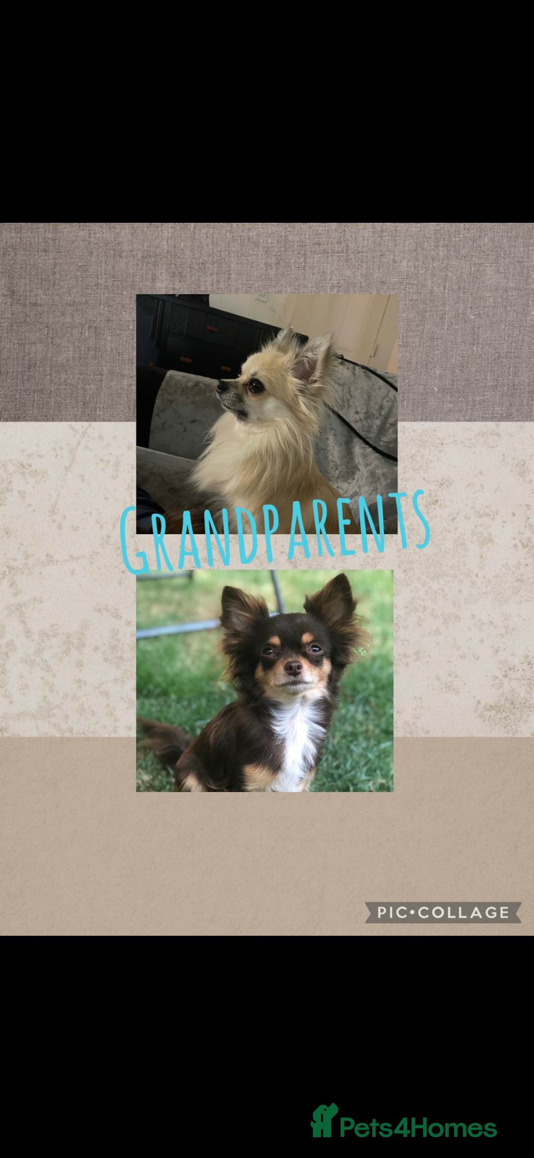 Chihuahua dogs for sale: Beautiful long coat chihuahua girl 🤎💕 - Advert 7