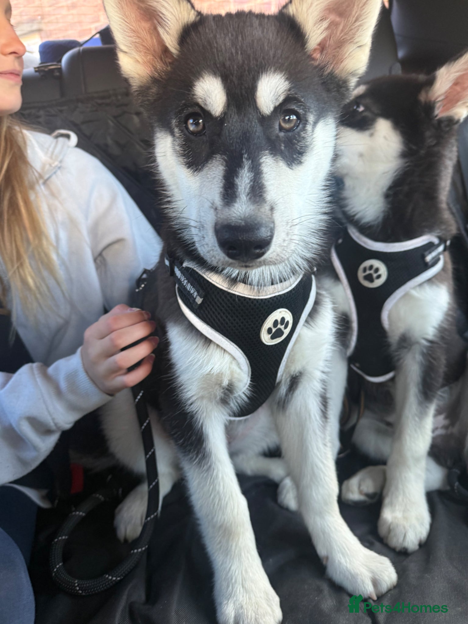 Siberian Husky dogs Our last Siberian husky ♥️ - Advert 2