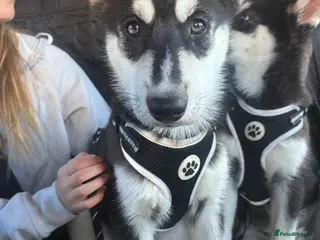 Siberian Husky dogs Our last Siberian husky ♥️ - Advert 2