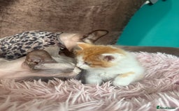 Mixed Breed cats for sale: Gorgeous long hair kitten 🧡🖤 - Advert 6