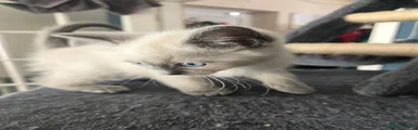 Ragdoll 1