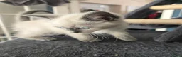 Ragdoll cats for sale: Half-Ragdolls from £150 (ready to leave) - Advert 11