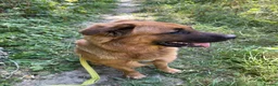 Mixed Breed dogs for sale: Bull Mastiff cross German Shepard Boy - Advert 6
