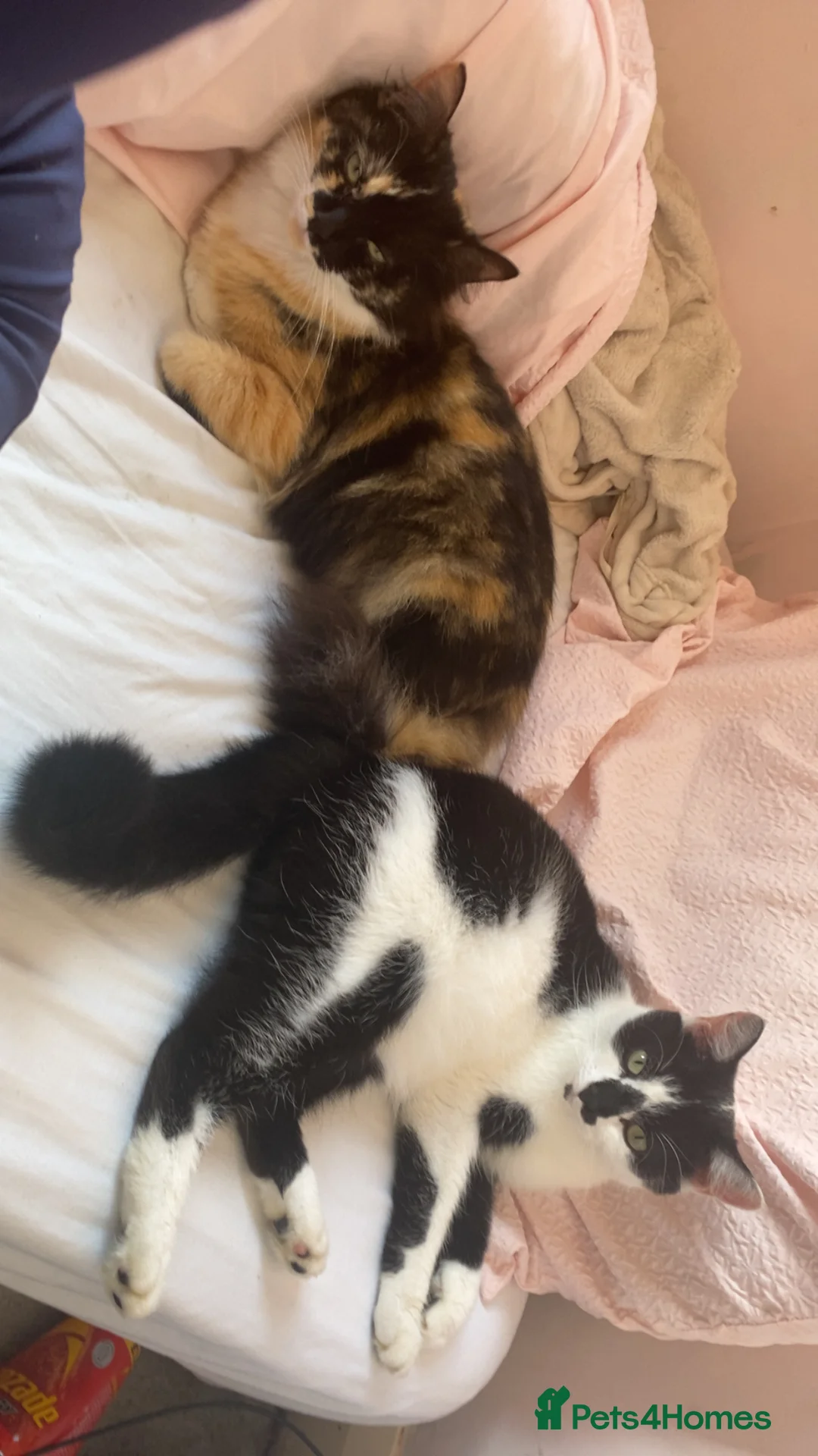 Mixed Breed cats for sale: 3 beautiful kittens for sale!!! - Advert 2