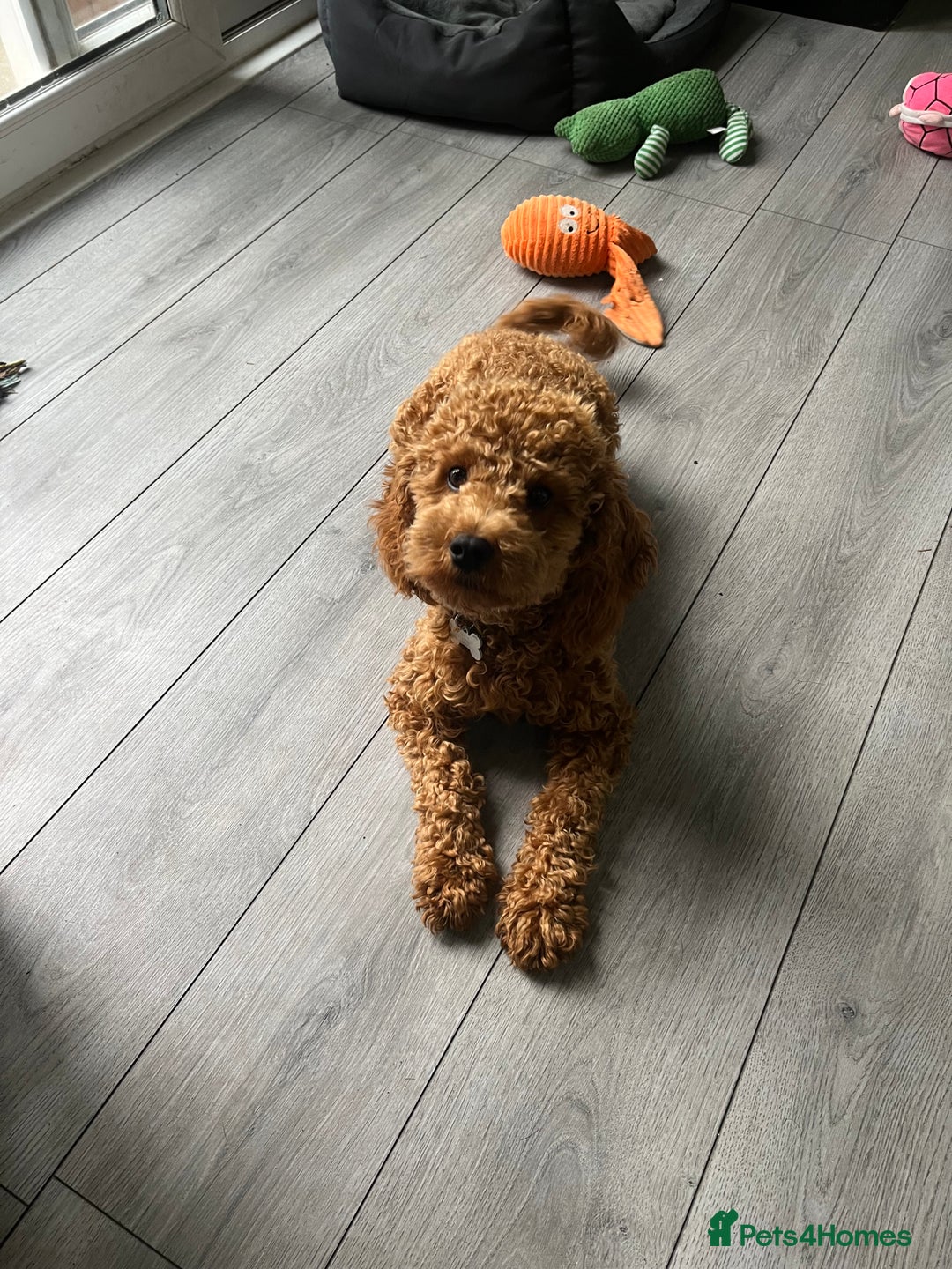 Cavapoo dogs for sale: Male Cavapoo for Sale - Image 3