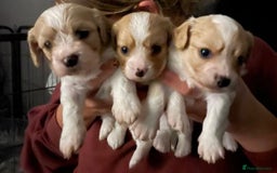 Cavachon dogs for sale: Cavachon f2 - Advert 1