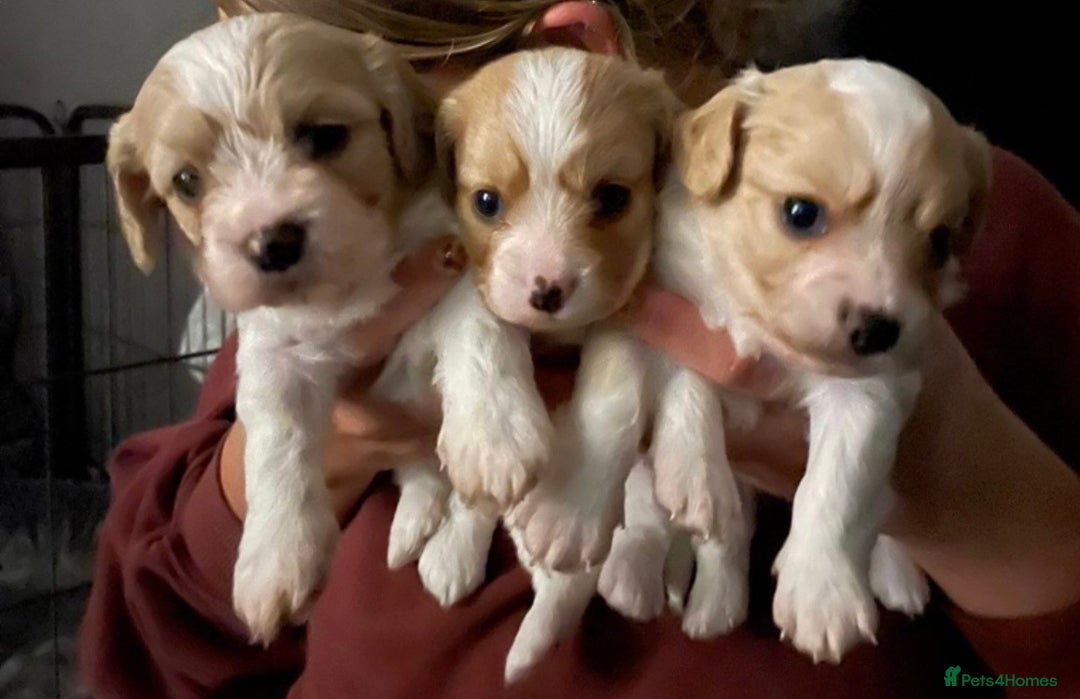 Cavachon dogs for sale: Cavachon f2 - Advert 1