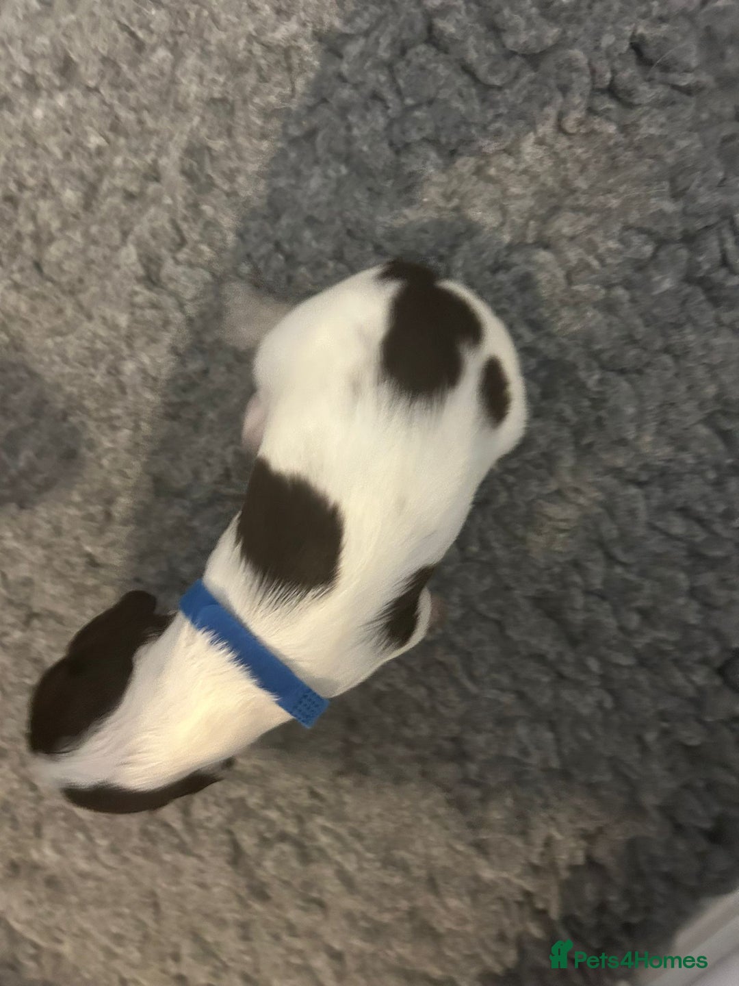 English Springer Spaniel dogs for sale: Adorable Springer Spaniel Puppies - Image 29