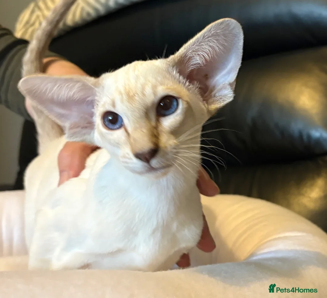 Siamese cats for sale: G C C F reg Siamese boys  - Advert 2