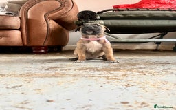 Mixed Breed dogs for sale: F1 bullherder puppies  - Image 9