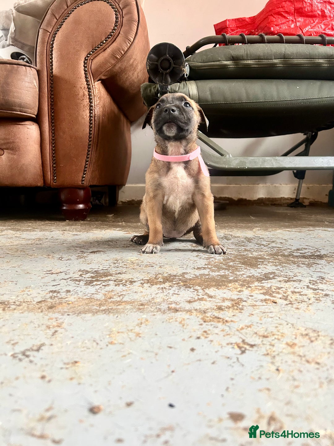 Mixed Breed dogs for sale: F1 bullherder puppies  - Image 9