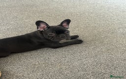 French Bulldog dogs for sale:  Adorable Frenchies Puppies Ready for them home - Image 4