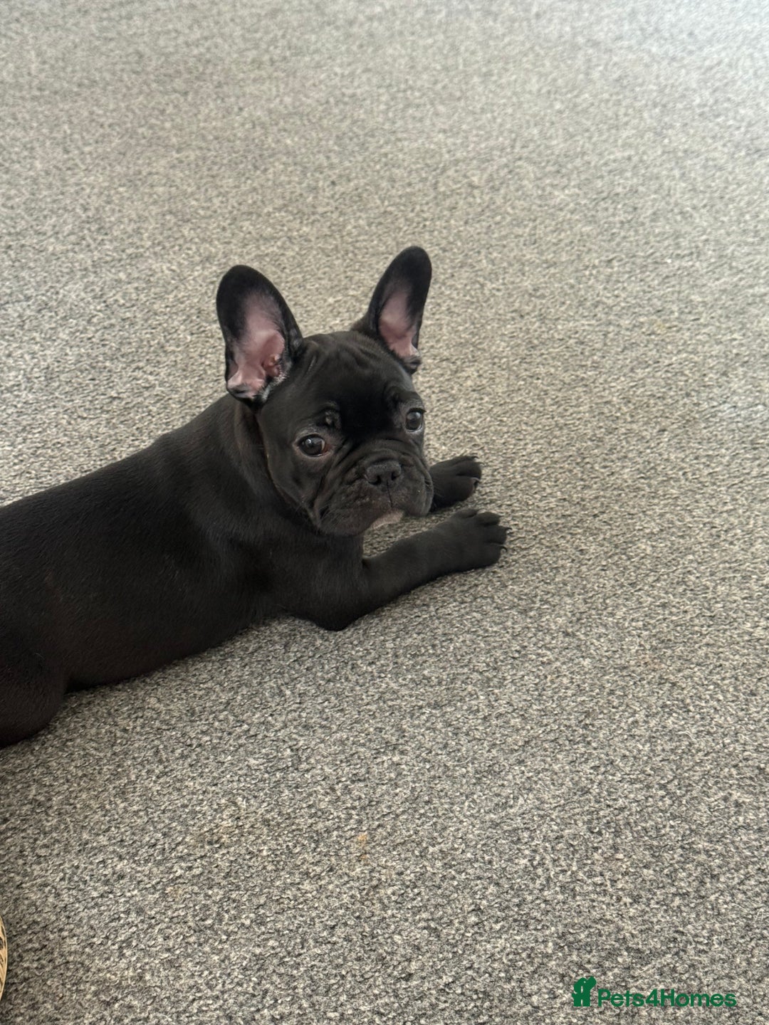 French Bulldog dogs for sale:  Adorable Frenchies Puppies Ready for them home - Image 4