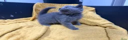 British Shorthair cats for sale: British shorthair  - Advert 5