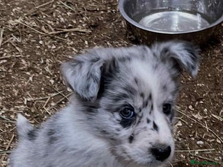 Border Collie dogs Border collie puppy’s blue merle - Advert 10